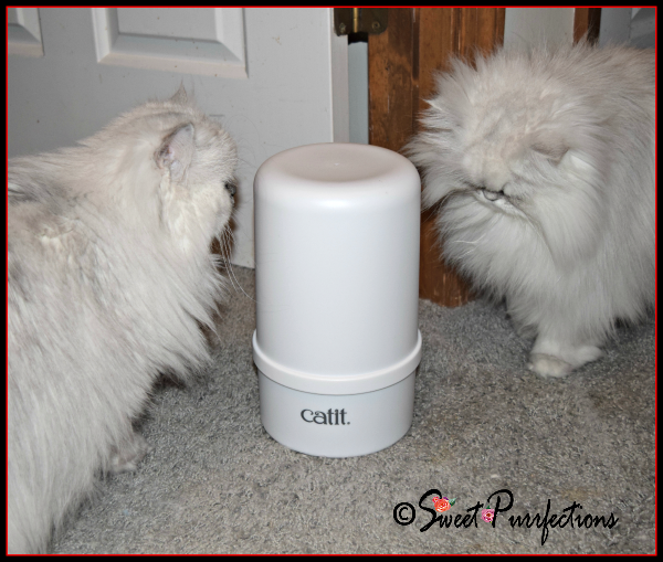 Truffle and Brulee with the Catit® Grooming Kit