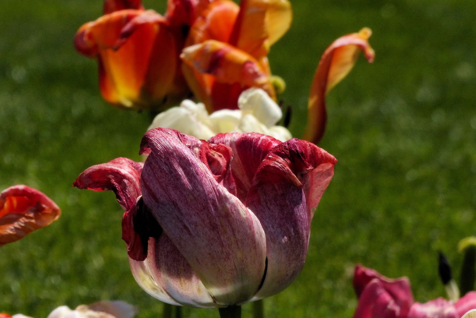 Boston Photos: Boston Public Garden