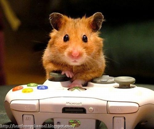 Hamster gamer.