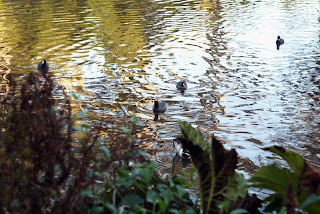 san francisco botanical garden mallard duck