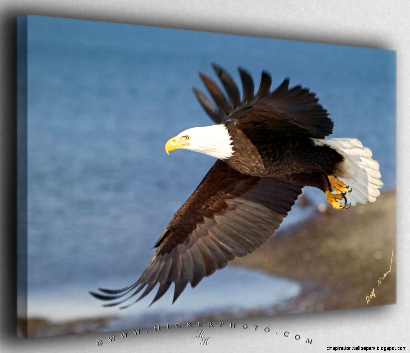 Free wallpaper background Eagle in Flight Canvas Fine Art Photo