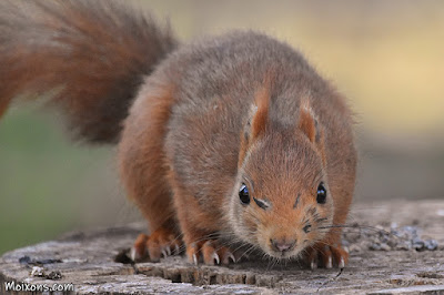 Esquirol (Sciurus vulgaris)