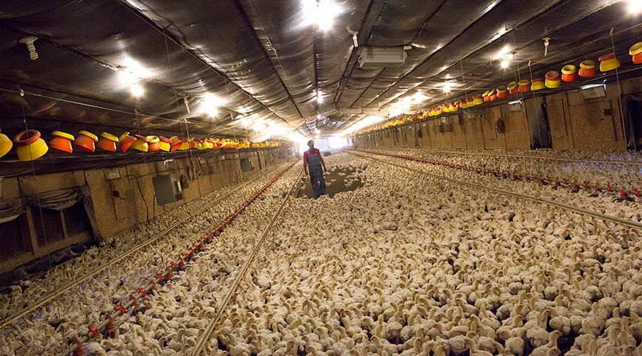 The Rural Blog Chicken farmers sue major processing companies for