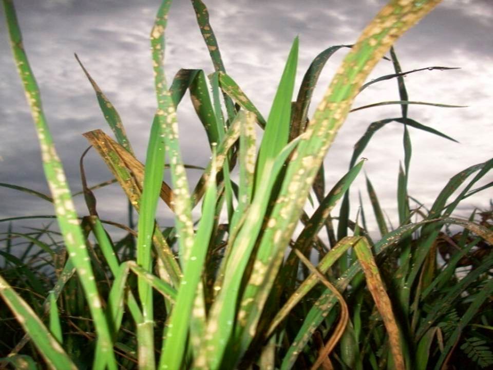 Balai Penyuluhan Kecamatan Haur Gading: PENYAKIT BLAS TANAMAN PADI DAN