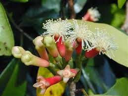 Cengkih atau biasa Kalian sebut cengkeh adalah tanaman orisinil dari Indonesia yg kaya akan  Manfaat & Khasiat Bunga Cengkeh