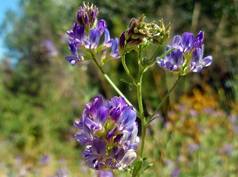 Alfalfa (Medicago sativa) flor silvestre azul