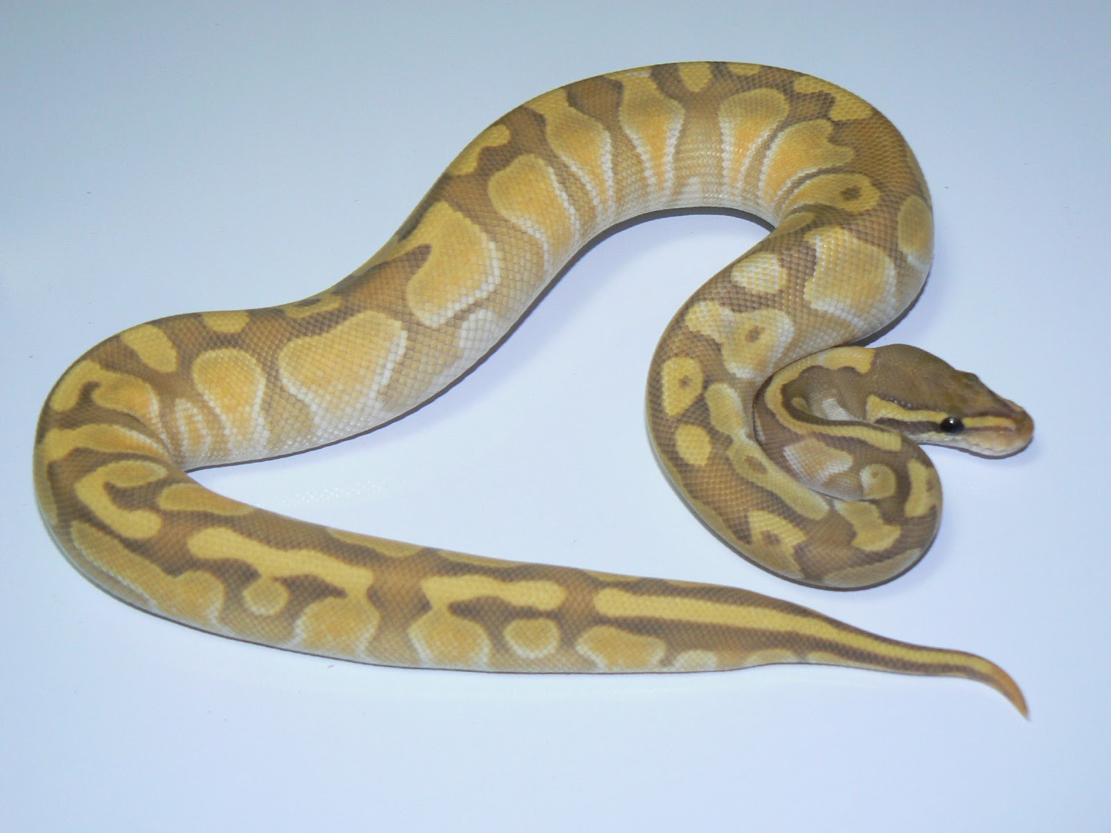 Heather's Herps: Enchi and Ghost Goodness