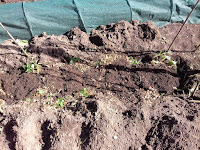 Autumn Allotment Jobs - Digging A Bean Trench