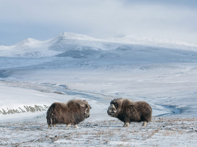 Canadian Arctic, muskoxen, Wrangel Island, Muskox in Alaska, Musk Ox, Wrangel Island, Find the Musk Ox, Wrangel Island, 