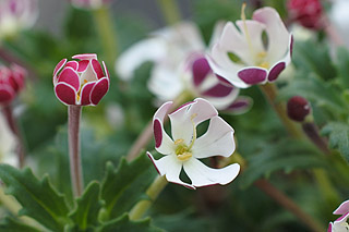 ザルジアンスキア／ムーンライトフレグランス