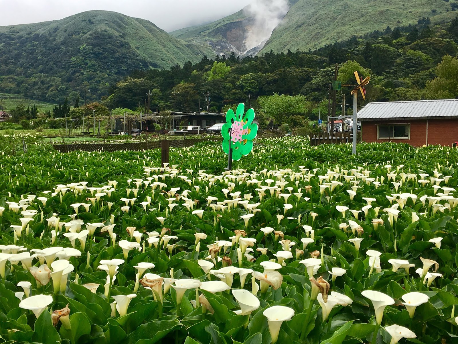 Taipei Travel YangMingShan Calla Lily Festival My Life Abroad