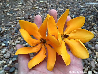 ดอกพุดรักนา พรรณไม้ดอกพุดพื้นเมืองของไทย ดอกสีขาว/เหลือง/ส้ม ดอกหอมแรง
