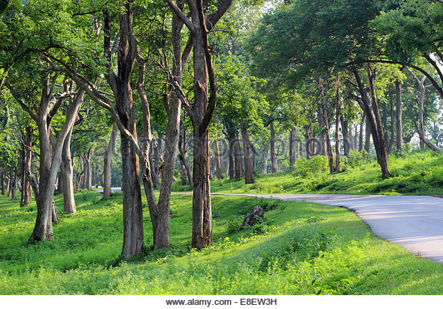 Mudumalai National Park Mudumalai National Park