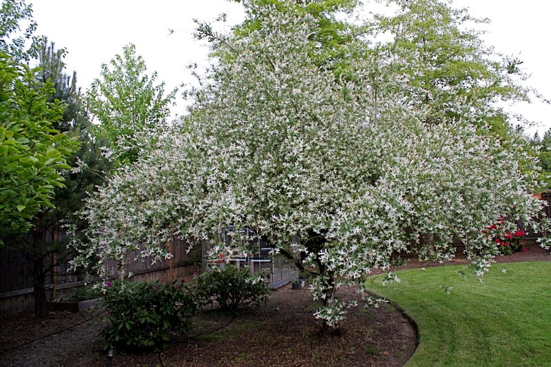 Japanese Dappled Willow Salix Integra Alba Maculata