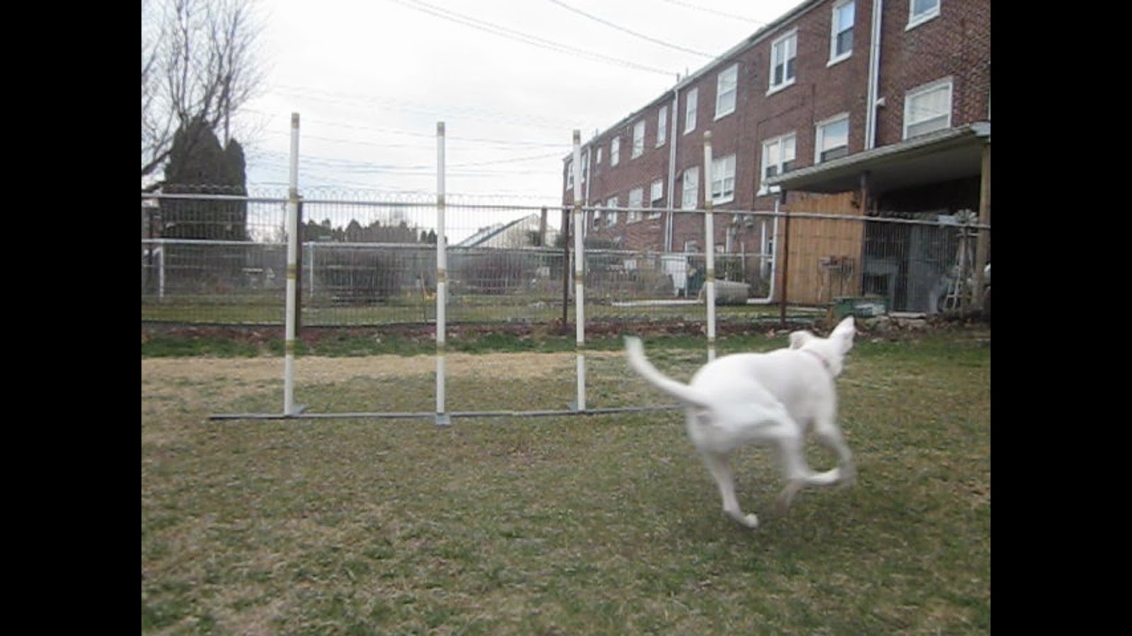 The Second Hand Dogs Weaves 101 (or 2x2)