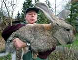 Wisconsin's Northern Climate Is Ideal for Raising Large Gourmet Rabbits