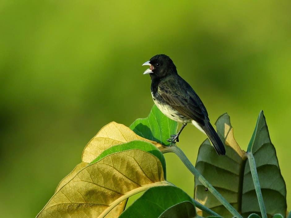 Yellow bellied Seedeater