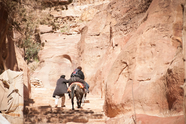 Save the donkeys in Petra, Jordan!