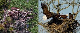 bald eagle nest