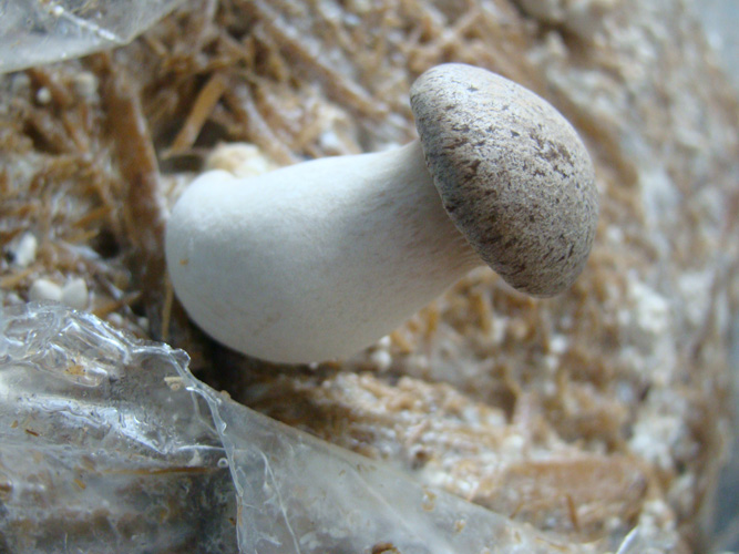 Setas y Recetas Pleurotus eryngii