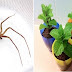 If You Have This Plant In Your Home, You Will Never Again See Spiders And Other Insects!