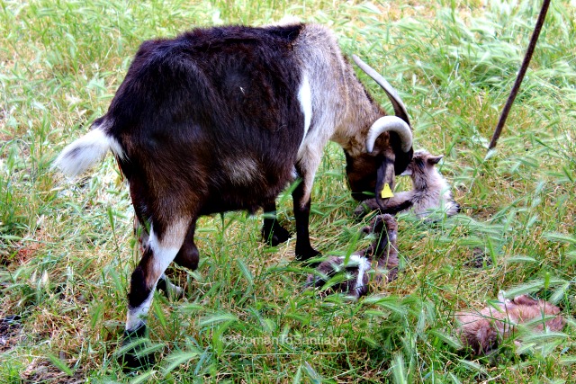 camino-frances-cabras-taller-del-camino-de-santiago-womantosantiago