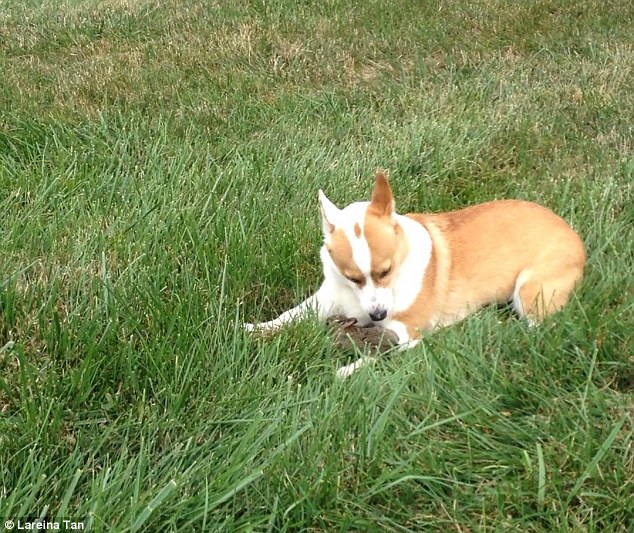 White Wolf : Adorable moment a corgi adopts a tiny wild bunny rabbit ...