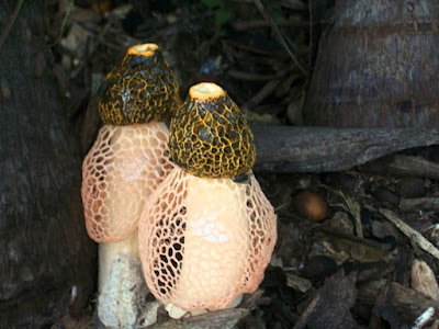 Phallus indusiatus, Stink Horn Mushroom