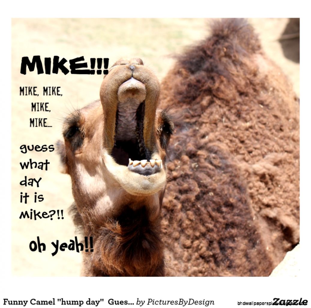 Funny Camel quothump dayquot Guess what day it is MIKE Poster  Zazzle
