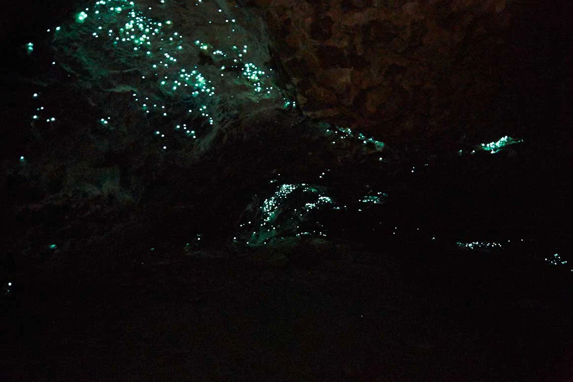 黃金海岸-推薦-景點-春溪國家公園-藍光蟲洞-遊記-一日遊-Springbrook-National-Park-Glow-Worm-Cave