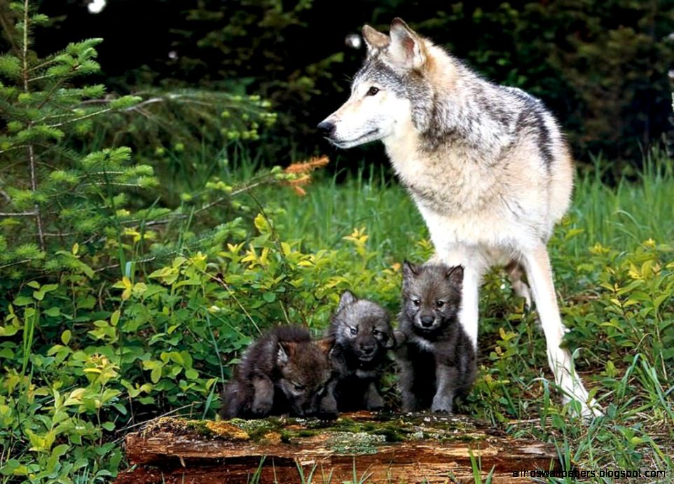 Wolf with Pup