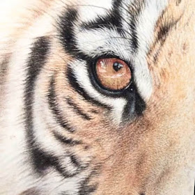 12-Tiger-Eye-Martin-Aveling-Animal-Portraits-www-designstack-co