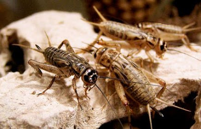 Ciri Khusus Jangkrik Dan Fungsinya