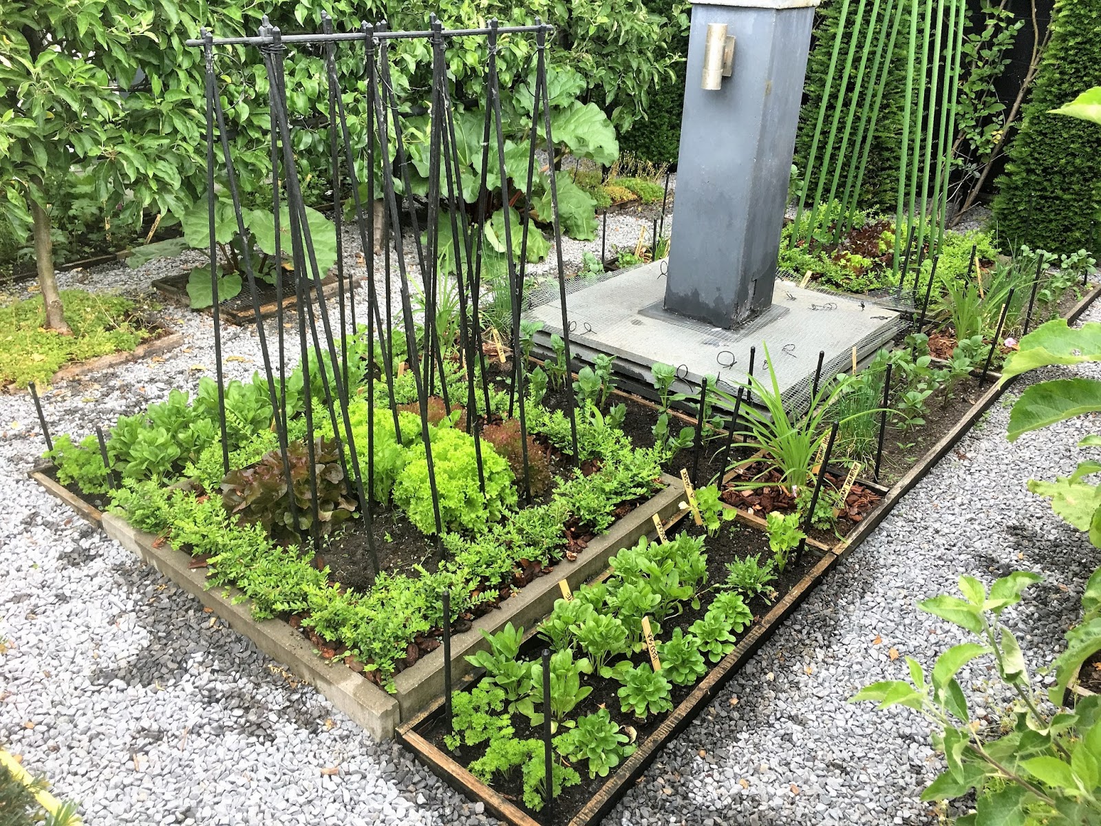 Potagerie in Maastricht 1.06.2017 > Veggies