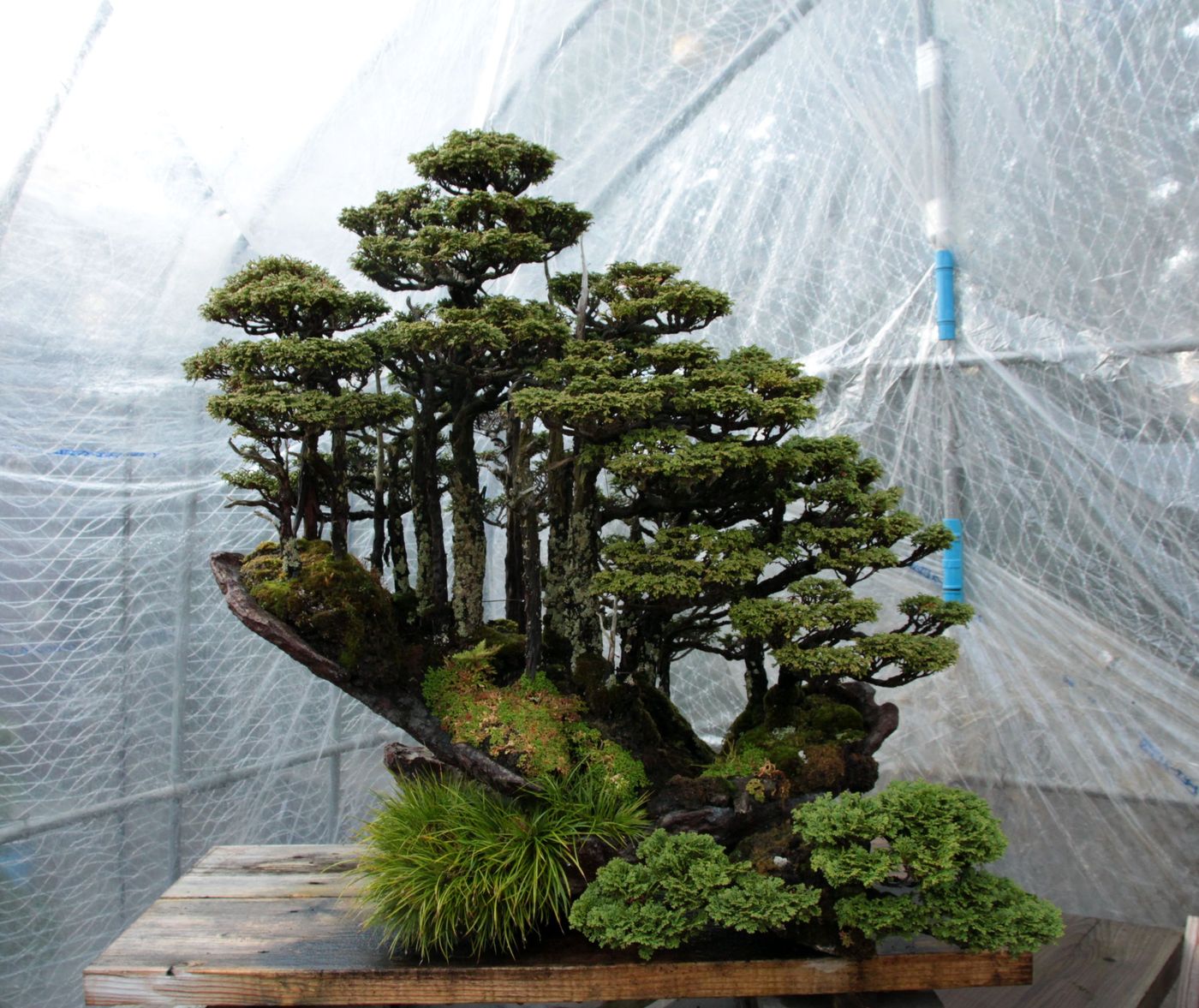 Bonsai Moravia Blog JAPAN 2017 16 MASAHIKO KIMURA