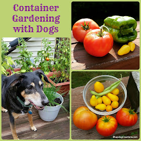 Container Gardeing with Dogs