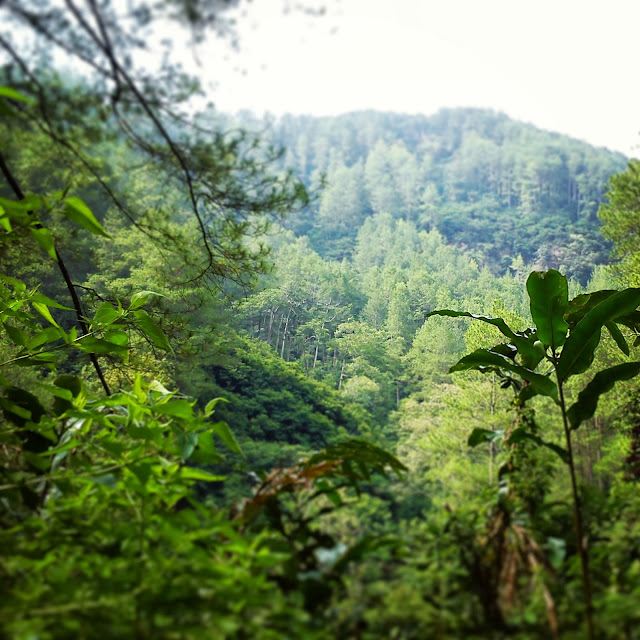 Tahura Bandung