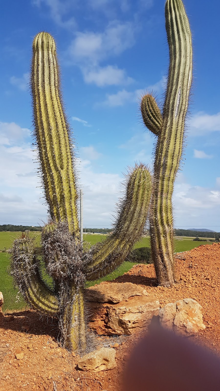 Bloggmaus Botanicactus