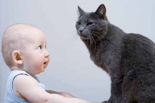 Kebaikan Memelihara Kucing Kebaikan Memelihara Kucing