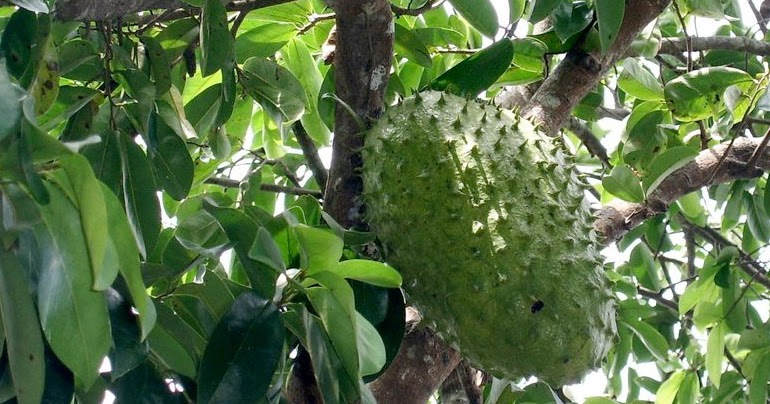 Beneficios De La Guanaba O Guanábana PLENITUD NATURAL