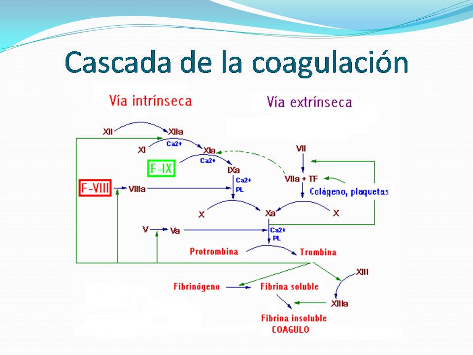 Fisiologia De Charlie: Cascada De La Cuagulacion