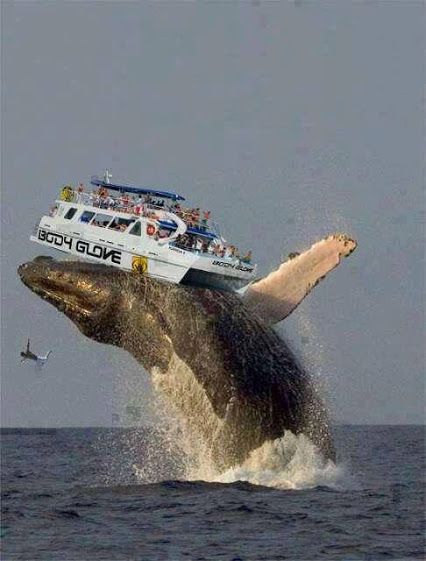 The coolest and most beautiful pictures of the Big Blue Whale | TOOOPIC