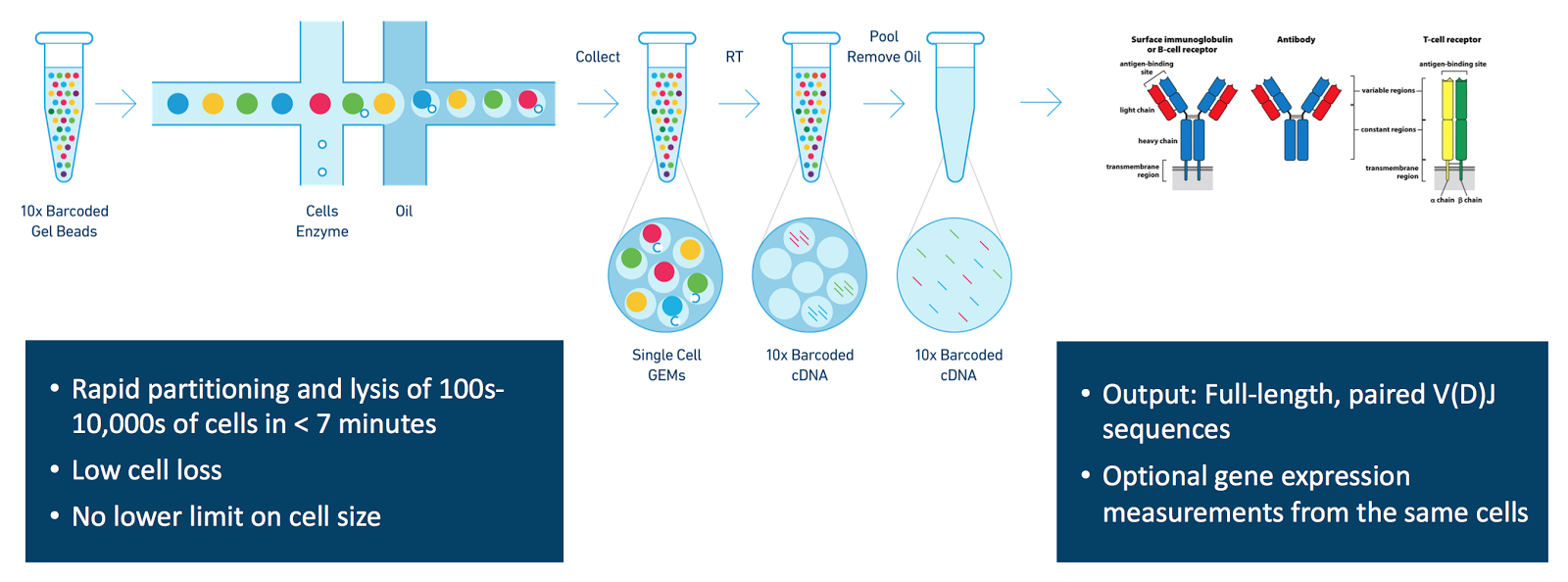 Single cell sequencing