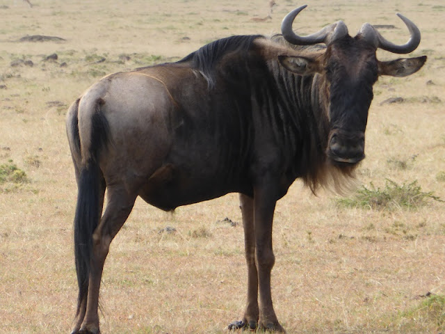 Ñu wildebeest en Masai Mara