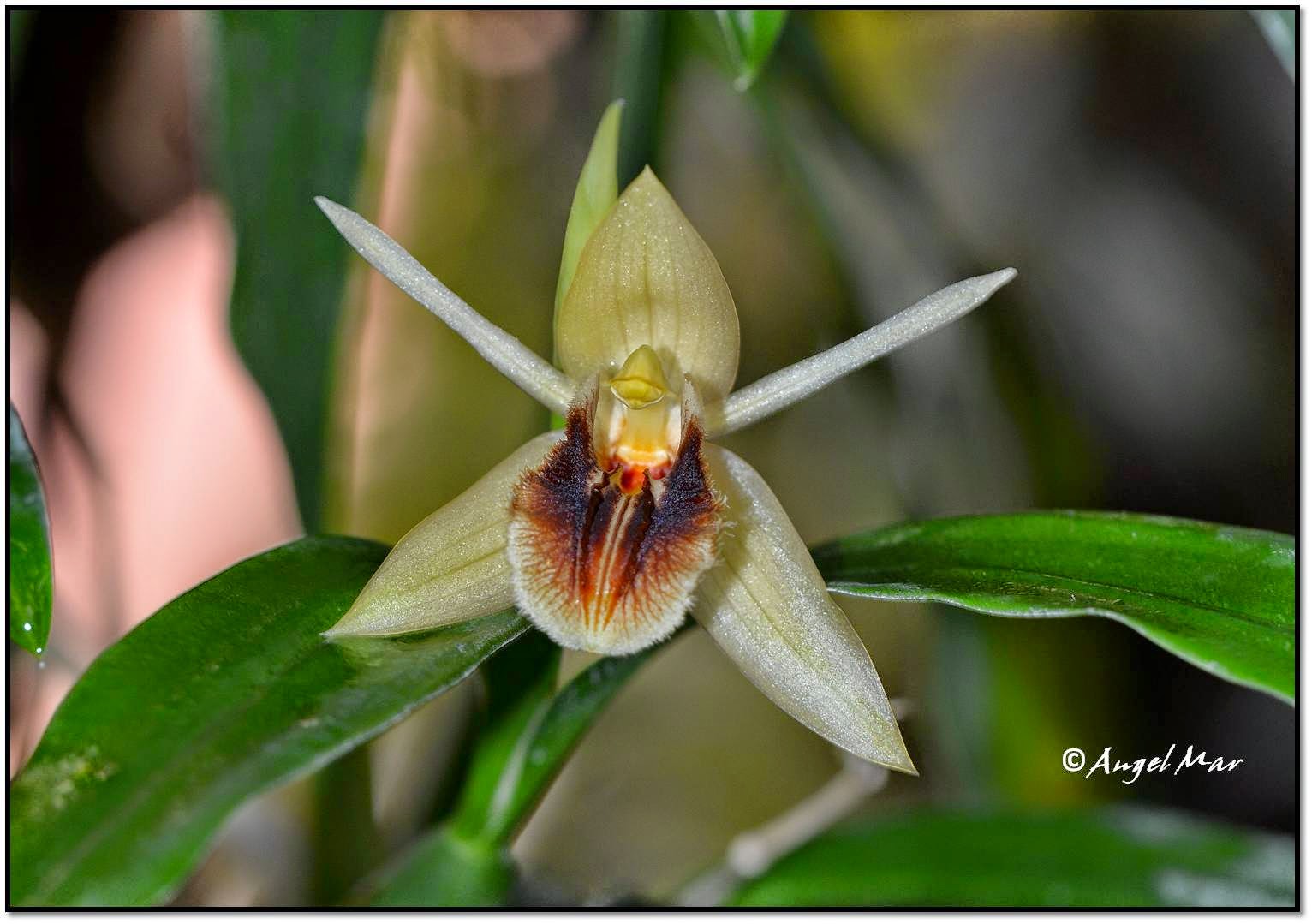 Orquídeas Blog de Angel Mar Coelogyne ovalis (Floración