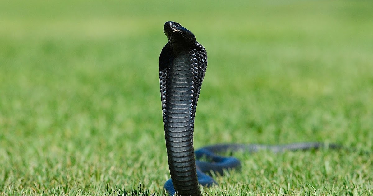 King Cobra - True Wildlife Creatures