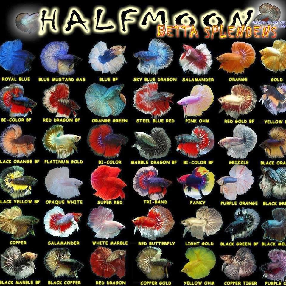 Jenis Jenis Ikan Cupang Bagian 2 ICAL O FISH jenis-jenis-ikan-cupang-bagian-2-ical-o-fish