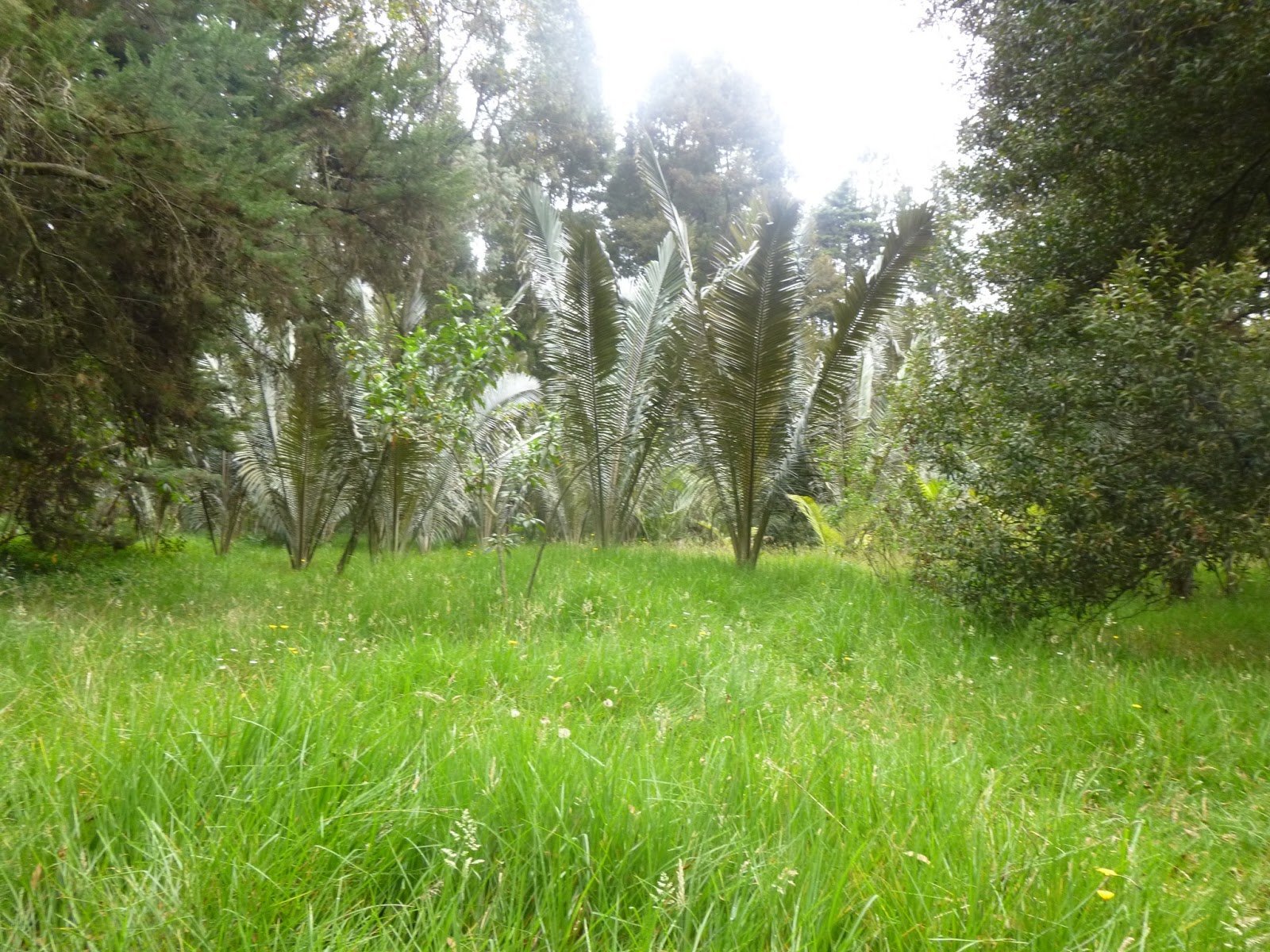 PARQUE REGIONAL LA FLORIDA ZONA DE BOSQUE