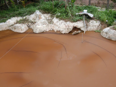 Kolam ikan penuh misteri Kolam ikan penuh misteri