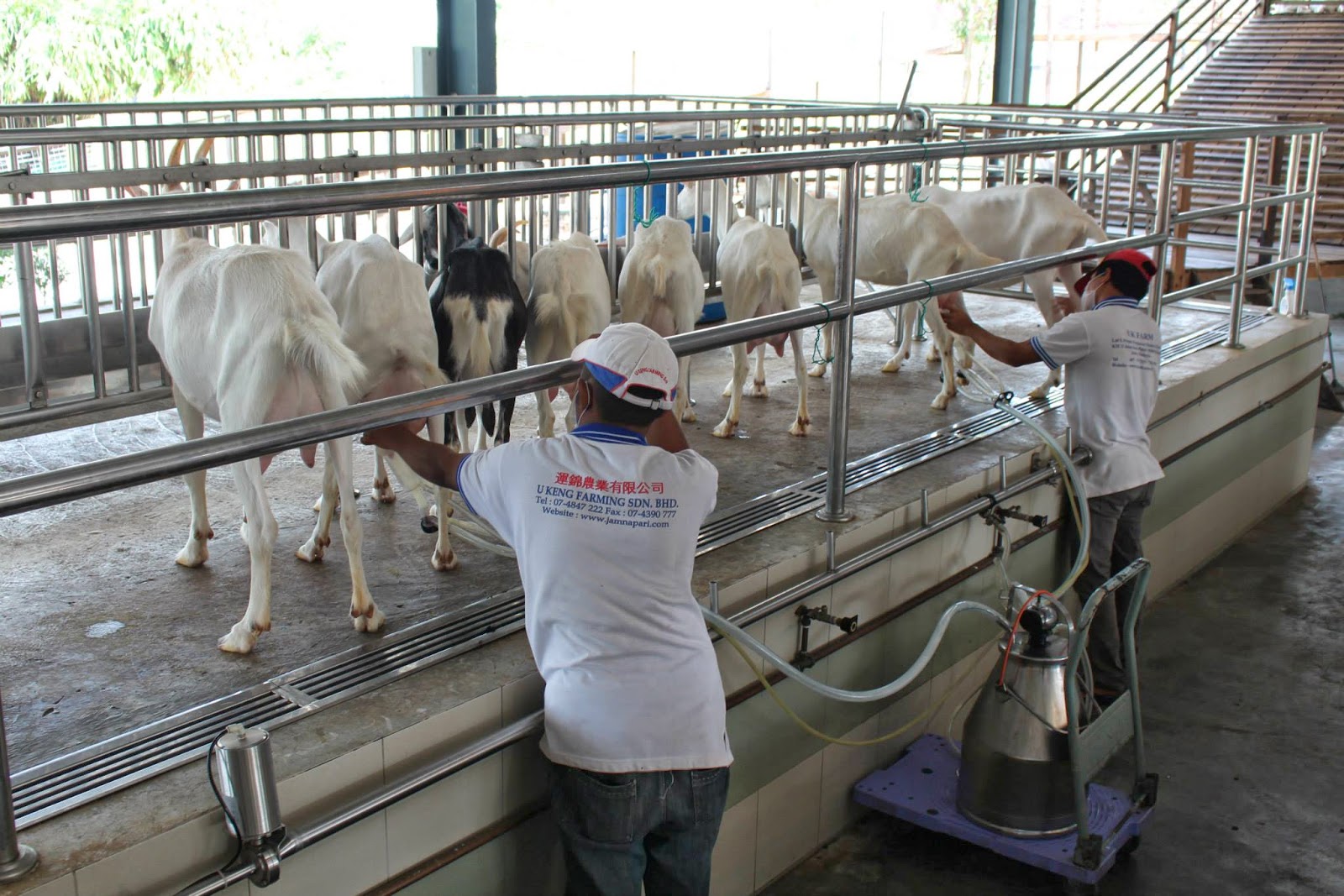 UK Agro Farm Resort, Kluang, Johor ♥J.O.Y♥